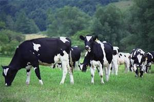 Determining the genetic value of heifers